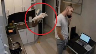 Коварна котка атакува човек и му къса тениската (видео)