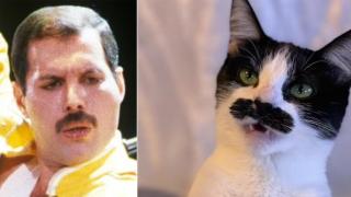 Чаровно коте с черни "мустаци" плени сърцата на хората, напомняйки им за Фреди Меркюри (видео)