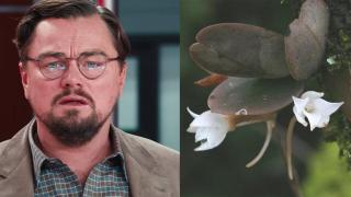 Kръстиха новооткрито растение на Леонардо ди Каприо (снимки)