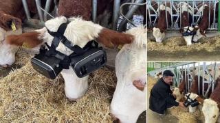 Фермер използва очила за виртуална реалност, за да заблуди кравите си, че са навън