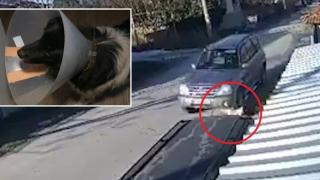 Умишлено прегазеното в Мало Конаре куче намери  приемен дом (видео)