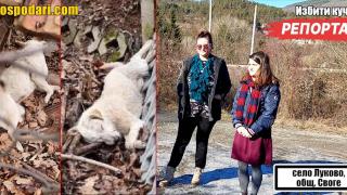 Няколко кучета са били убити по особено жесток начин в Луково (РЕПОРТАЖ)