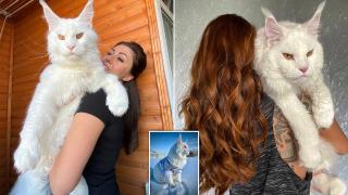 Домашна котка е толкова грамадна, че хора я мислят за куче (видео)