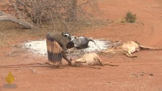 Хората колабират от глад, навсякъде мъртви животни: зловеща суша в Кения