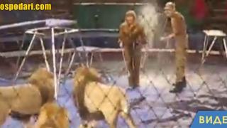 Лъв напада дресьорите си (видео)