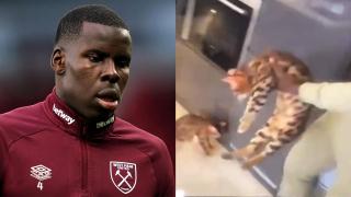 180 часа полезен труд ще изтърпи футболистът, изритал домашната си котка (видео)