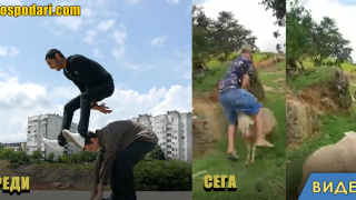 Мъж играе на прескочикобила с овца (видео)