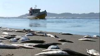 Хиляди мъртви риби се появиха на плаж в Чили и никой не знае защо (видео и снимки)