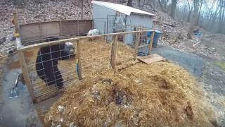 Прасета се борят с мечка в кочина и успяват да я изгонят (видео)