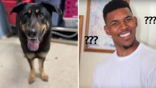 Хомосексуална двойка осинови кучето, изхвърлено от предишните си стопани, защото е "гей"