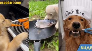 Кучетата – готвачи от класа (видео)