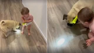 Сладко бебе се смее неудържимо заради игра с мопс (видео)