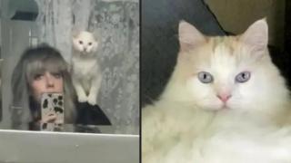 Жена похарчи 25 000 долара, за да клонира любимата си котка (снимки)