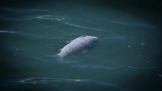 Отново водна криза, този път в Харманли