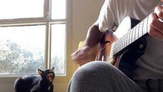 Черна котка пее заедно със собственика си китарист (видео)