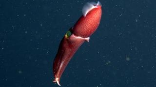 "Ягодов" калмар със синьо око бе забелязан в морските дълбини край Калифорния (видео)