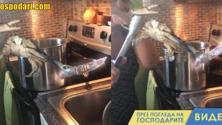 Рак се брани с нож, преди да бъде сготвен (видео)