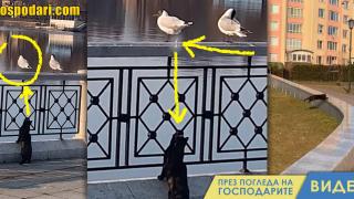 Птица се защитава от котка с нестандартни методи (видео)