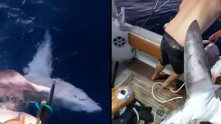 Рибари уловиха едра акула, за да установят, че е станала плячка на още по-голямо създание (видео)