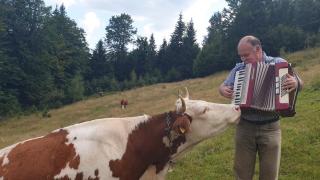 Любопитна крава е запленена от мъж, свирещ на акордеон (видео)