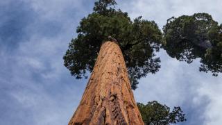 Отрова убива 100-годишна секвоя в София (видео)