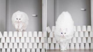 Внимателна котка избягва всяко препятствие с грация (видео)