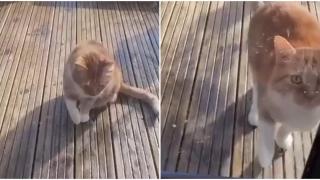 Котка се прави на ранена, за да я пуснат вкъщи (видео)