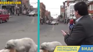 Влюбени кучета прекъснаха репортаж в Парагвай (видео)