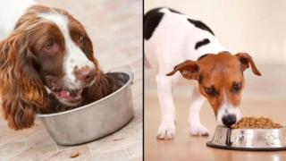 Намериха мъртво куче с четири огнестрелни рани в Монтанско