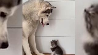 Малко коте и голямо хъски стават приятели след кратко взиране (видео)