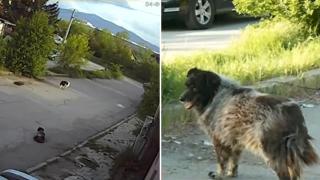 Шофьор умишлено прегази улично куче в София (видео)