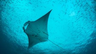 Рибари уловиха 4-метрова риба скат в Меконг (видео)