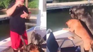 Големи кучета бутат стопанина си в басейн (видео)