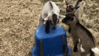 Козлета се бият кое да застане върху синя кофа (видео)