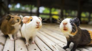 Генни инженери модифицираха хамстер в хипер-агресивно чудовище