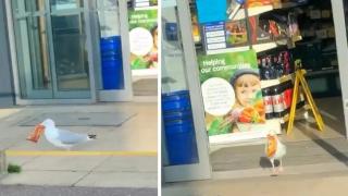 Неконтролируема чайка е откраднала храна за над 350 евро от супермаркет