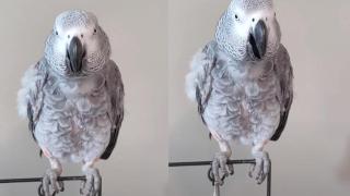 Папагал имитира подсмърчането на своя собственик (видео)