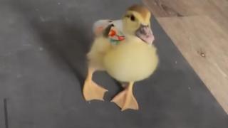 Жена осинови пате, отхвърлено от майка си (видео)