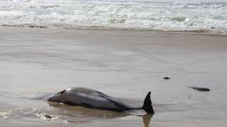 Откриха мъртъв делфин на плаж “Смокиня”