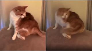 Котка в тотално неразбирателство със своята опашка (видео)