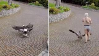 Охранителна камера засне как кърмеща майка спаси малка гъска от орел (видео)