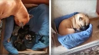 Куче се грижи за новородени котенца, сякаш са негови собствени (видео)