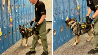 Американски училища ползват специално обучени кучета, които да надушват муниции и оръжия