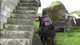 Интернет сензация от Еквадор: Да отидеш на училище с лама (видео)