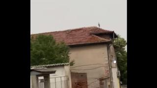 Подаден е сигнал за убити щъркели в столичен квартал (видео и снимки)