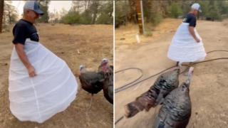 Мъж носи специална пола, за да се предпази от хапещи пуйки (видео)