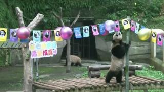 Торта от диня и куп подаръци за панди в Китай (видео)