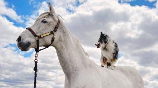 Малкото куче отказва да слезе от високия си кон (видео)