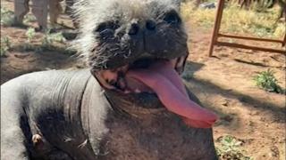 Вижте кое е най-грозно куче в света (видео)