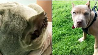 Арестуваха ловец, застрелял куче край Велинград